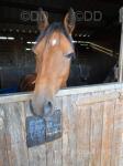 Luddington Hi Beyond Compare, 13hh Hackney Driving Gelding