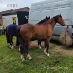 Luddington Hi Beyond Compare, 13hh Hackney Driving Gelding