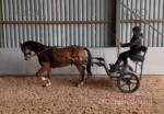 Luddington Hi Beyond Compare, 13hh Hackney Driving Gelding
