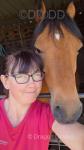 Luddington Hi Beyond Compare, 13hh Hackney Driving Gelding