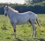 Gelding 