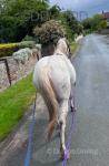 Gelding 