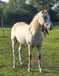 Gelding 