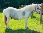 Prince, Shetland Gelding 
