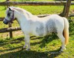 Prince, Shetland Gelding 