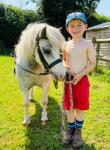 Prince, Shetland Gelding 