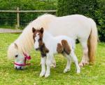 Prince, Shetland Gelding 
