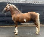 Thacka Bronson, 15.1hh Welsh Section D Stallion 