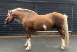 Thacka Bronson, 15.1hh Welsh Section D Stallion 