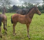 Filly Foal