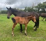 Filly Foal