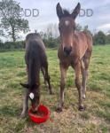 Filly Foal