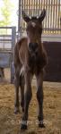 Filly Foal