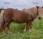 Shetland Mare