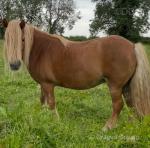 Shetland Mare