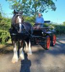 Major, 16.1hh Ride and Drive Gelding 