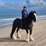 Major, 16.1hh Ride and Drive Gelding 