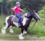 Flick, 14.1hh Riding Mare