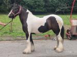 Flick, 14.1hh Riding Mare