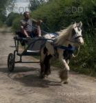 Ride & Drive Filly