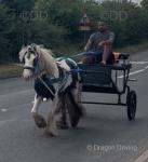 Ride & Drive Filly