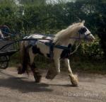 Ride & Drive Filly