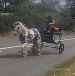 Ride & Drive Filly