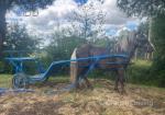 Shetland Ride and Drive Gelding 