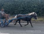 Shetland Ride and Drive Gelding 