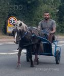 Shetland Ride and Drive Gelding 