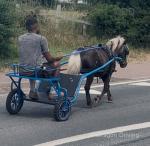 Shetland Ride and Drive Gelding 