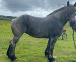 18hh Mare in Foal