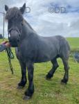 18hh Mare in Foal