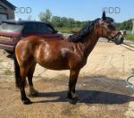 Lottie, 13.2hh Mare