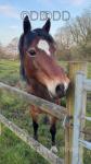 Lottie, 13.2hh Mare