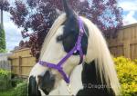 Jester, 15hh Riding Gelding