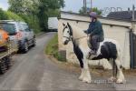 Jester, 15hh Riding Gelding