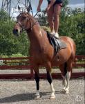 16hh Riding Gelding 