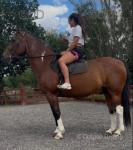 16hh Riding Gelding 