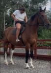 16hh Riding Gelding 
