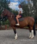 16hh Riding Gelding 