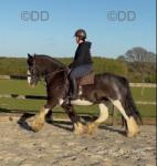 15hh Riding Gelding 