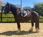 Fred, 15.3hh Gelding 