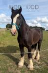 Fred, 15.3hh Gelding 