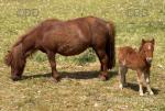 Shetland Broodmare with Filly Foal at Foot