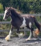 Filly
