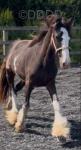 Filly