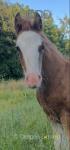 Colt Foal