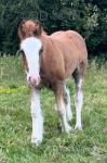 Colt Foal