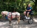 10.2hh Welsh Section A Mare